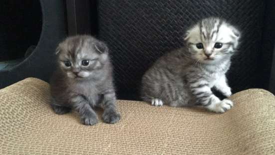 Котёнок вислоухий