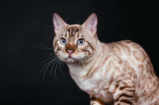 Bengal snow beautiful cat фото 4