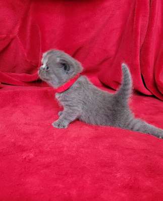 Британские коротаошерстные котята фото 6