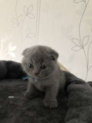 Котята британские вислоухие фото 3