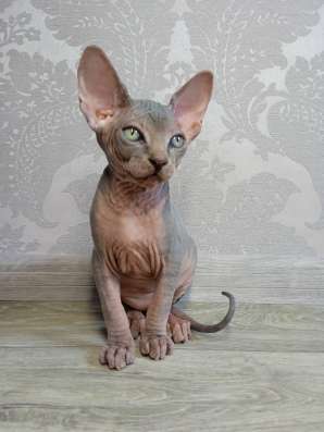 Котята Канадский сфинкс