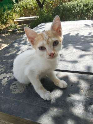 Отдам котят в хорошие руки фото 7