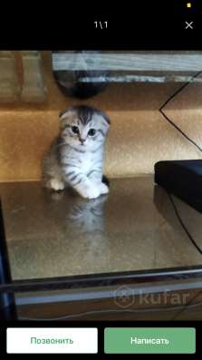 Шотландский вислоухий кот