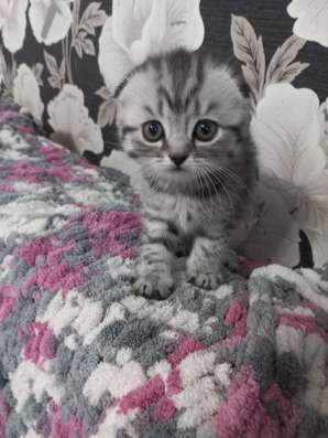 Шотландский вислоухий котёнок, девочка