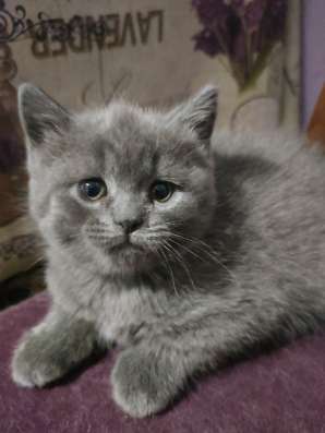 Котята шотландские