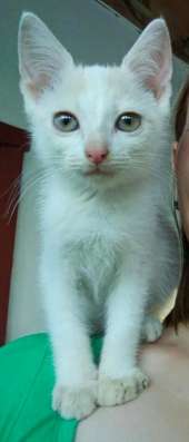 Котенок в добрые руки