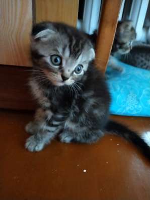 Шотландские котята фото 31