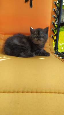 Отличный британский котик