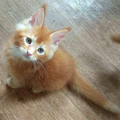 Котята Мейн Кун из питомника в Тольятти фото 4