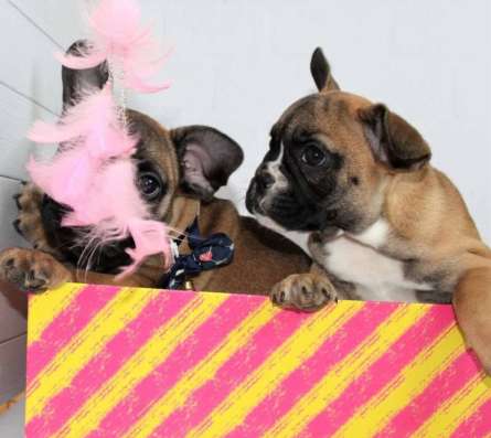 Французские Бульдоги щенки в Челябинске