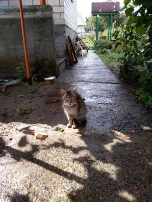 Отдадим КОТЯТ в добрые руки