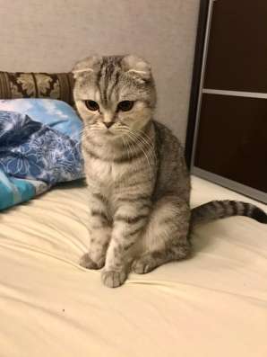 Шотландские котята в Самаре