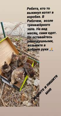 Милые котята в Волжский фото 3