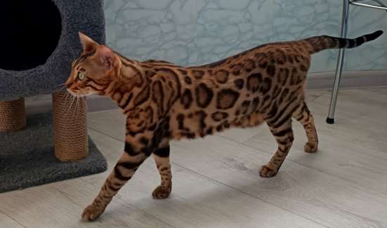 Бенгальские котята из питомника фото 3