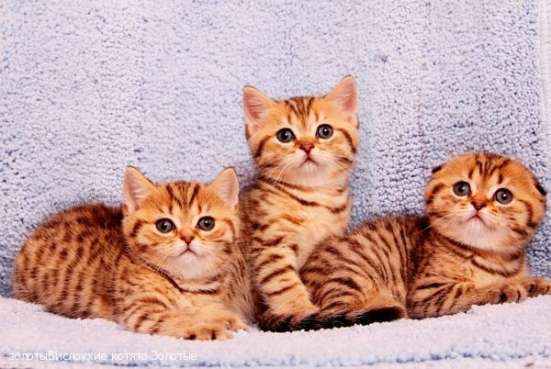 Пятнистая кошечка