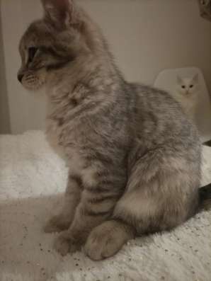 Котенку 2 месяца лорд фото 5