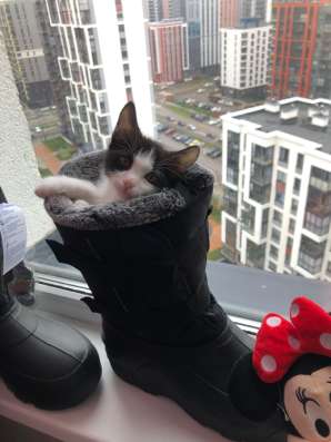 Котёнок игривый любит играть ласковый