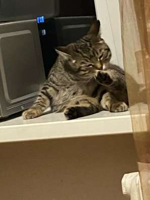 Отдам в хорошие руки кошку в Ставрополе