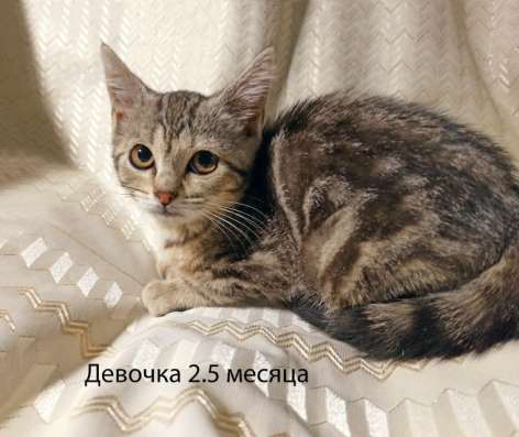 Четыре маленьких сердечка ищут хозяев в Москве фото 4