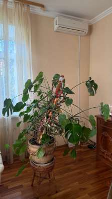 Монстера в Тюмени