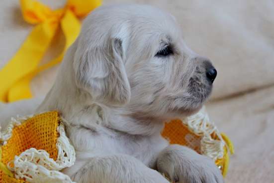 Golden Retriever Welpen фото 3