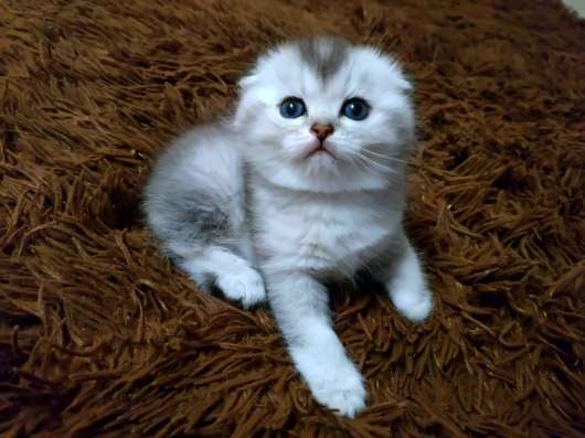 Шиншиловый котенок фото 4