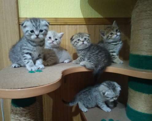 Шотландские котята в Кирове фото 4