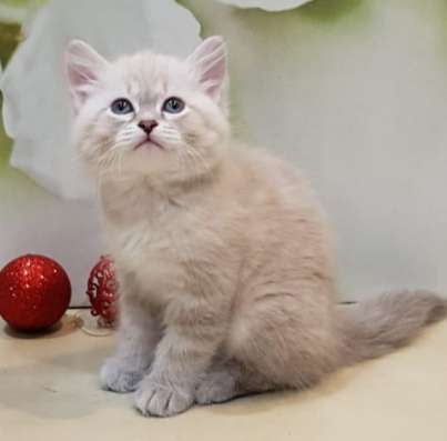 НЕВСКИЕ МАСКАРАДНЫЕ КОТЯТА в Москве фото 12