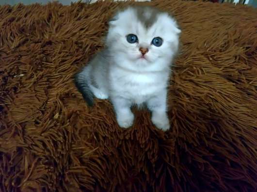 Шиншиловый котенок