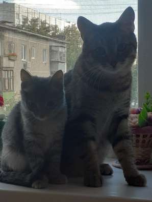 Отдаем котиков