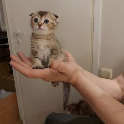 Шотландские вислоухие котята
