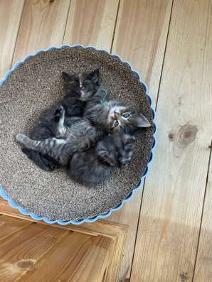 Котята в добрые руки!