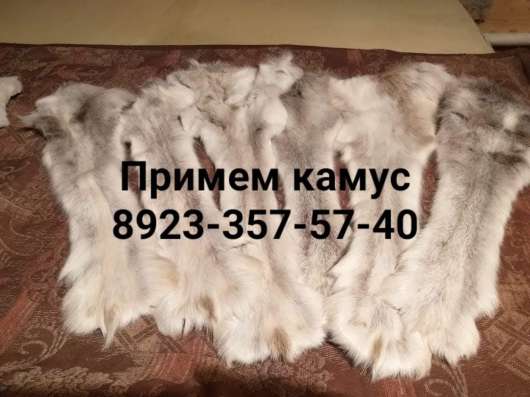 Камус в Красноярске фото 4