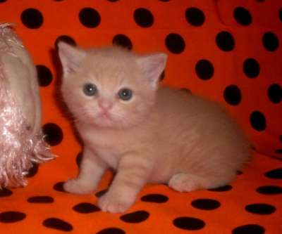 Котята манчкин (кошки таксы) в Барнауле