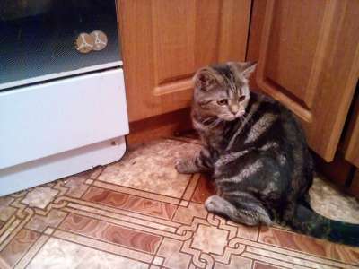 Продажа шотландских кошечек скоттиш-фолд в Иванове