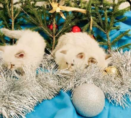 Котодетки Рэгдолл в Москве фото 5