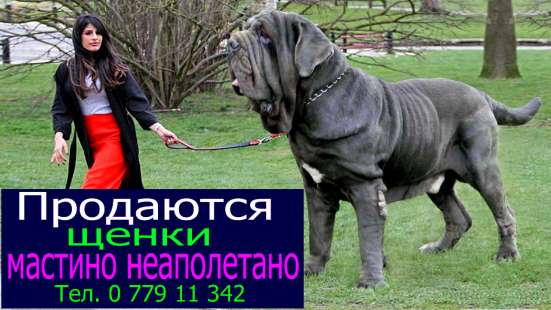 Продаются щенки - мастино неаполетано!!!