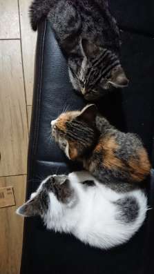 Отдам котят, срочно фото 4
