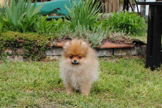 Pomeranian Spitz girl фото 5