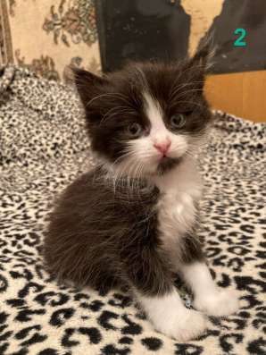 Отдам котенка в хорошие руки фото 3