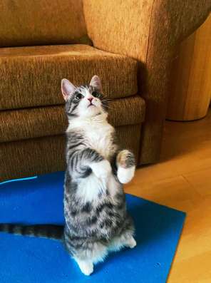 Котенок мега позитив в добрые руки