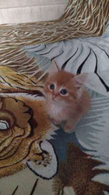 Котенок