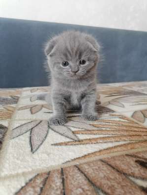 Британские котята в Коломне фото 7