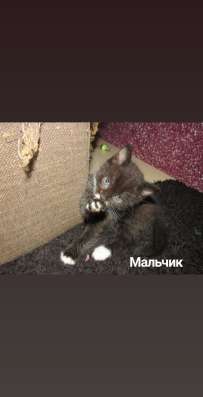 С животными дома лучше!