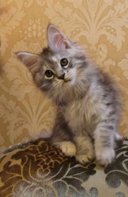 Котята Мейн-кун продажа в Санкт-Петербурге фото 5