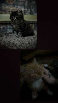 сибирские котята