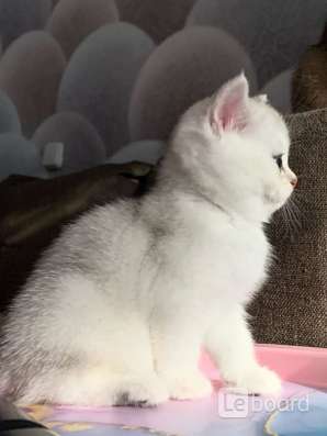 Котики шиншиллы в Воронеже фото 3