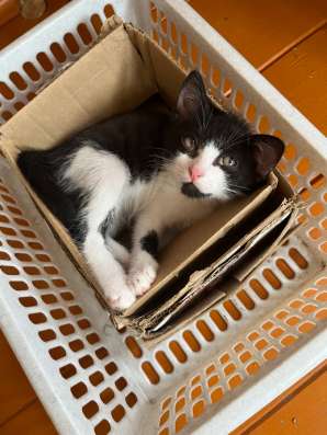 Котёнок, 3 месяца, мальчик в Екатеринбурге