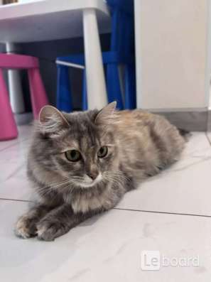 Котята в добрые руки! в Казани фото 7
