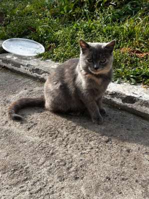 Котенок в хорошие руки фото 4